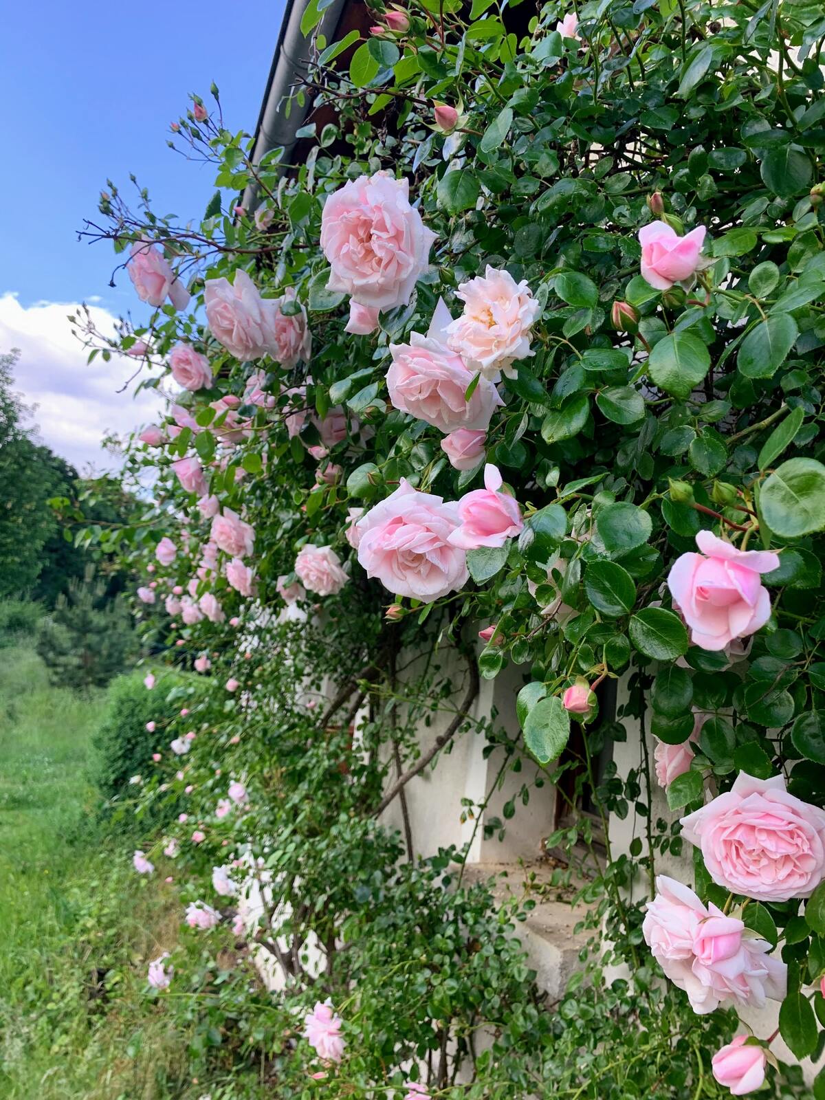 Maison 8 pers. à Vaucluse, jardin, pétanque et barbecue - Photo 8
