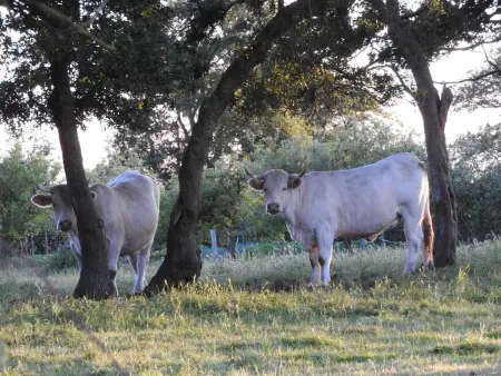 Maison charmante près de Nueil-les-Aubiers avec jardin - Photo 12