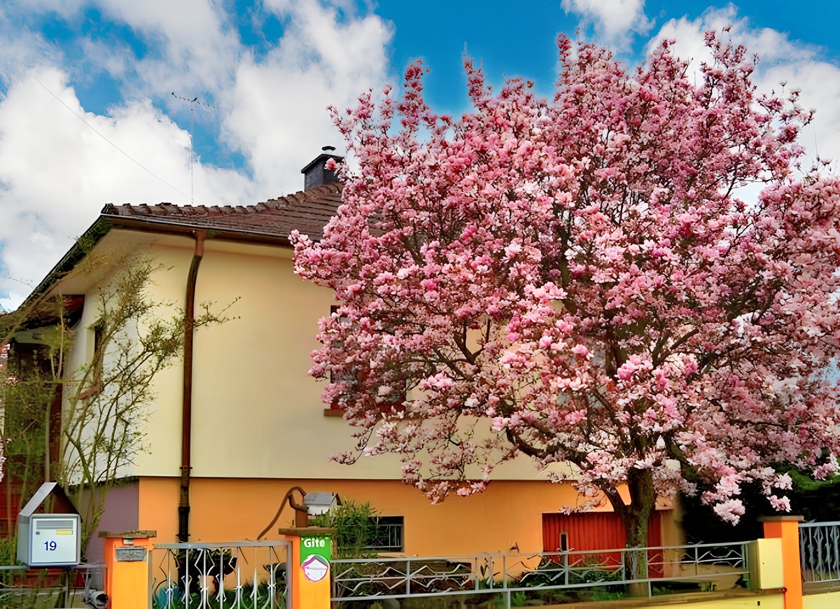 Appartement 55 m² à Jebsheim, terrasse, jardin et pétanque - Photo 2