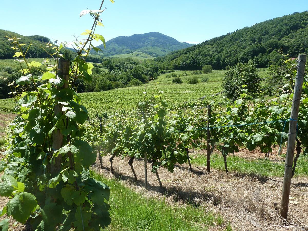 Appartement 115 m² à Epfig, 6 pers., jardin et barbecue - Photo 17