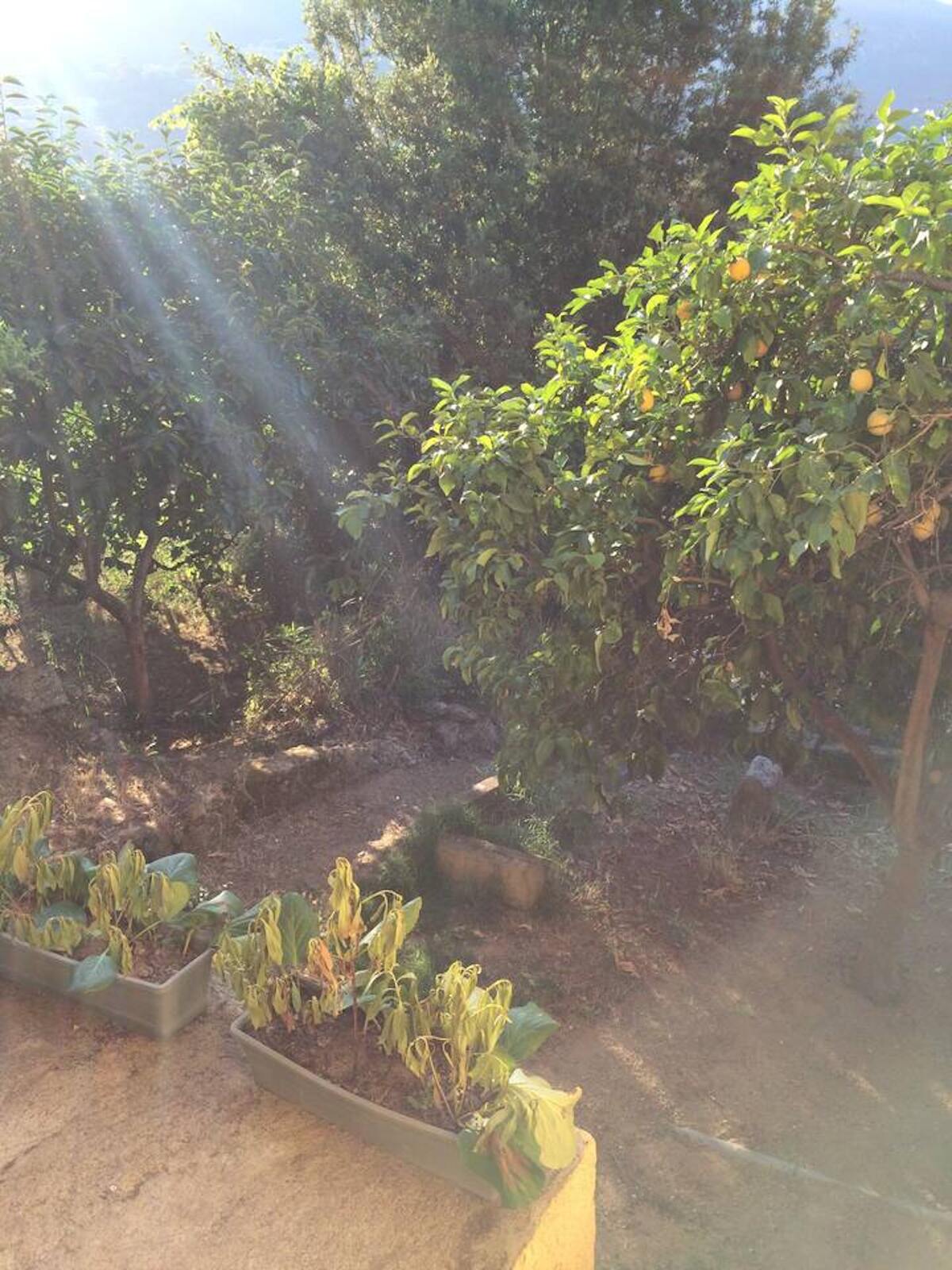 Maison de charme avec terrasse et jardin à Ajaccio, 2 chambres - Photo 13