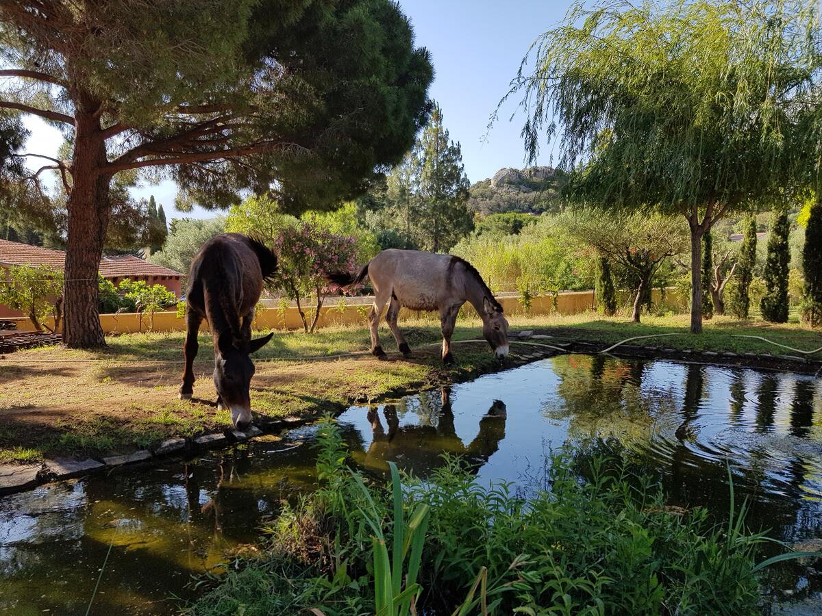 Maison 125 m² avec spa à Calvi, 8 personnes - Photo 13