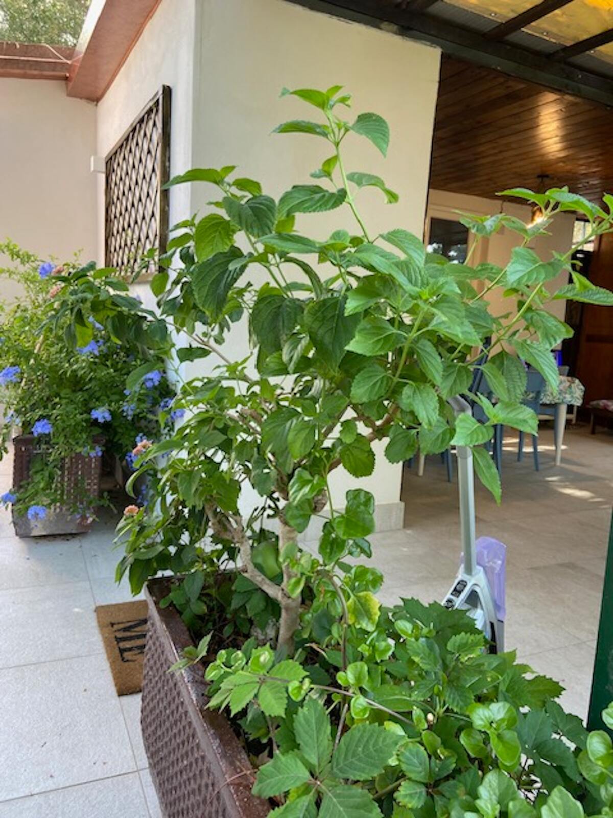 Maison 5 pers. avec jardin clos à Marina di Camerota - Photo 16