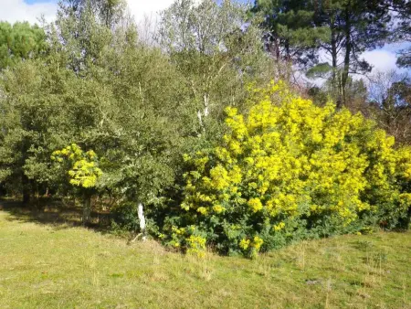 Maison chaleureuse à Vielle-Saint-Girons, Maison 8 personnes à Vielle Saint Girons - Photo 14
