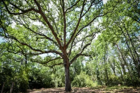 Location appartement à AZILLE
