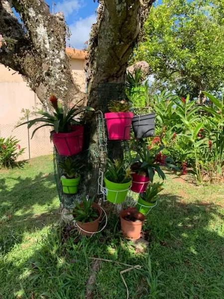 Appartement avec terrasse et jardin privés à Rivière-Salée, Martinique : photo 4