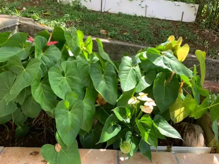 Appartement avec terrasse et jardin privés à Rivière-Salée, Martinique : photo 6