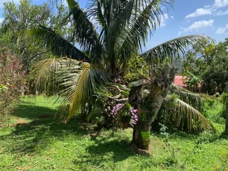 Appartement avec terrasse et jardin privés à Rivière-Salée, Martinique : photo 20