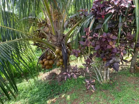 Appartement avec terrasse et jardin privés à Rivière-Salée, Martinique : photo 22