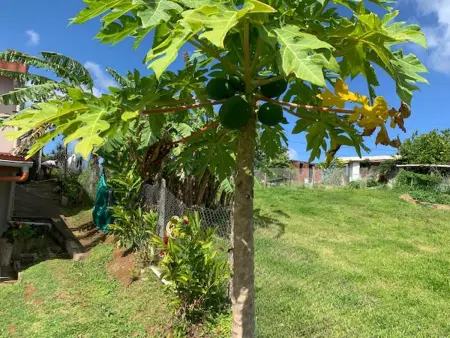 Appartement avec terrasse et jardin privés à Rivière-Salée, Martinique : photo 23