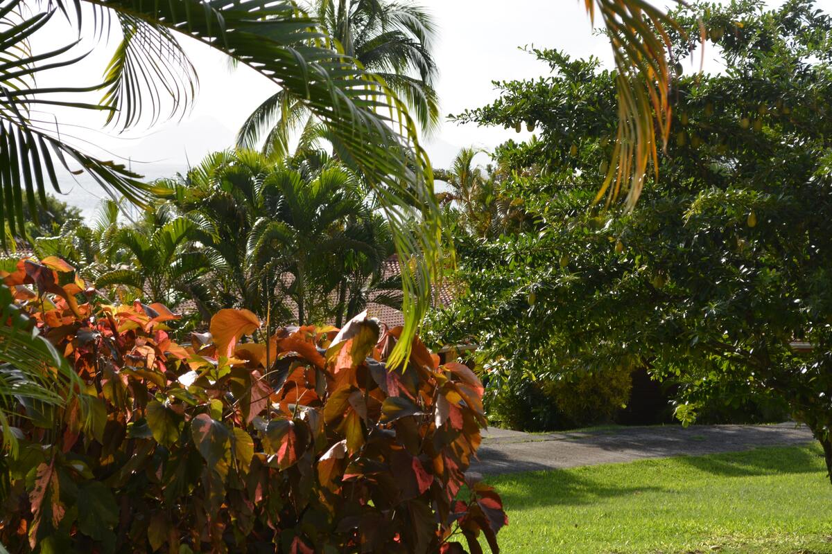 Studio bord de mer Sainte-Anne, terrasse vue jardin - Photo 13