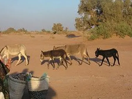 Maison charmante avec piscine à Zagora, Location Maison 20 personnes à Zagora - Photo 31