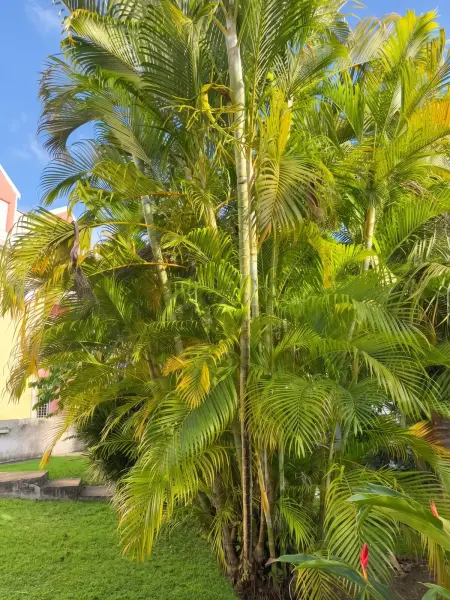 Appartement 66 m² avec climatisation à 500 m de la plage, Le Gosier : photo 11