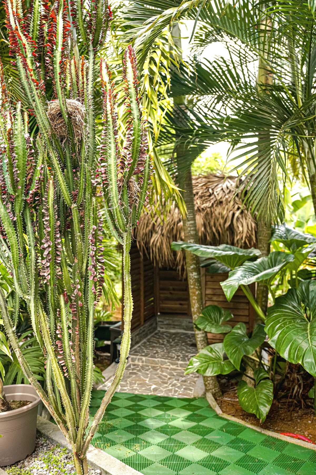 Villa avec piscine privée et jardin clôturé au Lamentin, Martinique - Photo 24