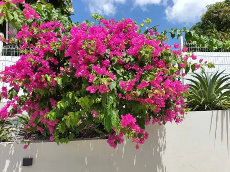 Villa élégante avec jardin au Lamentin et piscine privée. - Photo 27