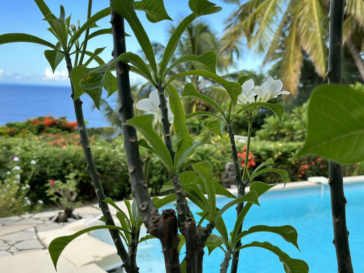 Villa 3 étoiles avec piscine et kayaks à Saint-Pierre - Photo 17