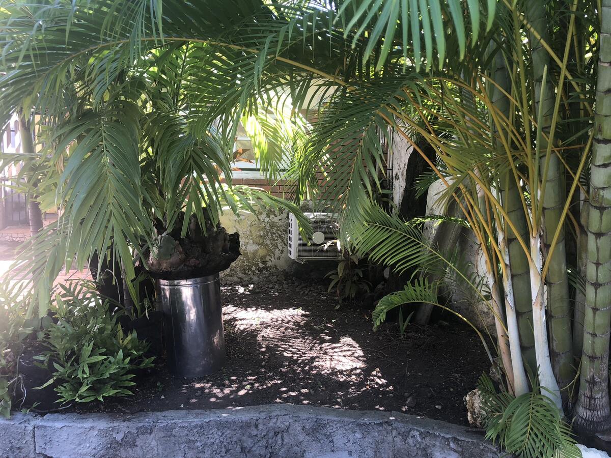 Studio 15 m² avec terrasse et grill à Basse Terre - Photo 11