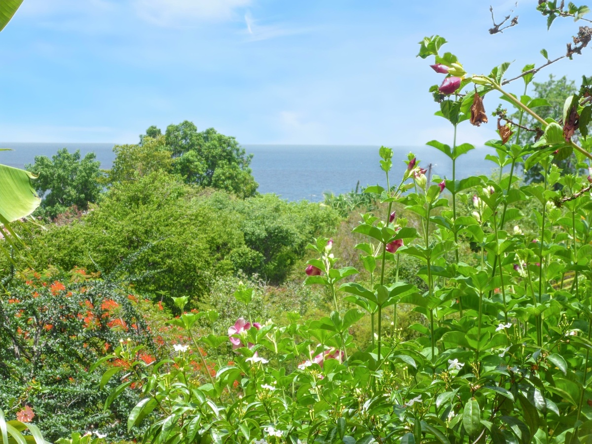 Studio 30 m² avec jardin et vue mer à Marigot - Photo 15