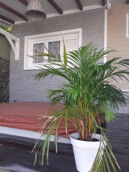 Appartement confortable à Le Vauclin avec jacuzzi - Photo 21