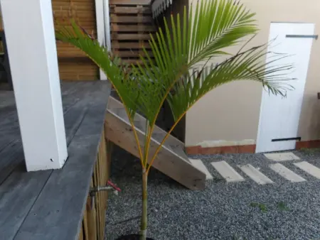 Appartement confortable à Le Vauclin avec jacuzzi - Photo 34