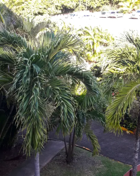Studio chaleureux à Sainte-Anne - 29m² avec jardin. : photo 20