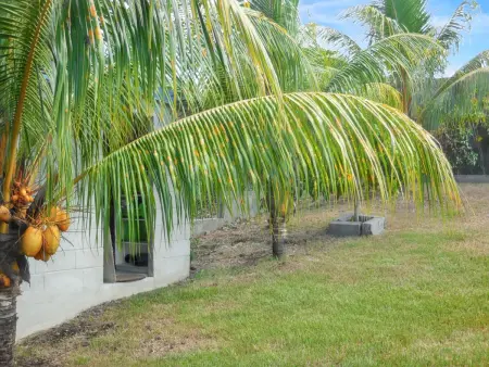 Maison charmante à Sainte-Anne avec jardin clôturé - Photo 7