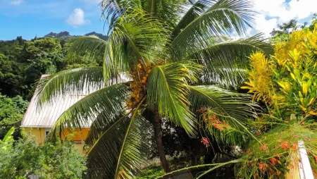 Appartement avec jardin clos et balcon au Robert, Martinique : photo 12