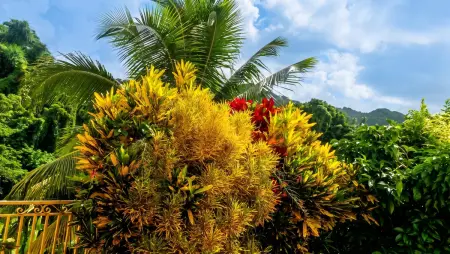 Appartement avec jardin clos et balcon au Robert, Martinique : photo 13