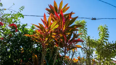 Appartement avec jardin clos et balcon au Robert, Martinique : photo 15