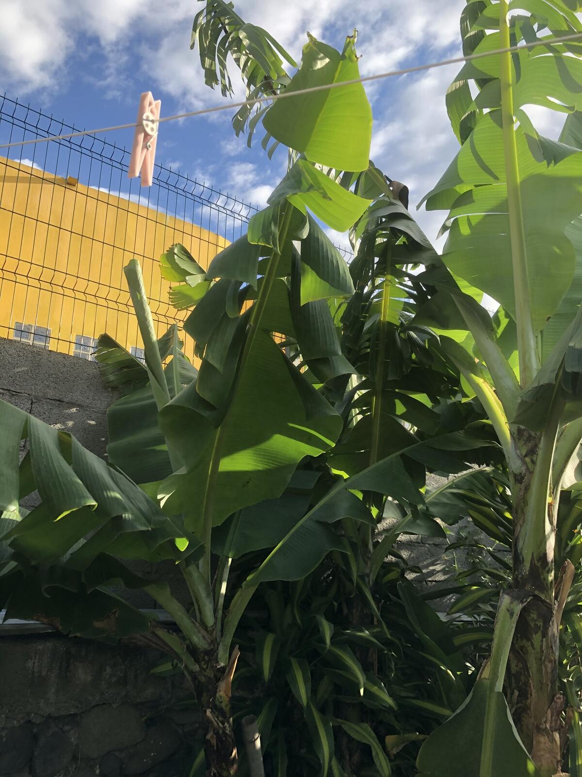 Studio 30 m² avec jardin clôturé à Saint-Pierre - Photo 9