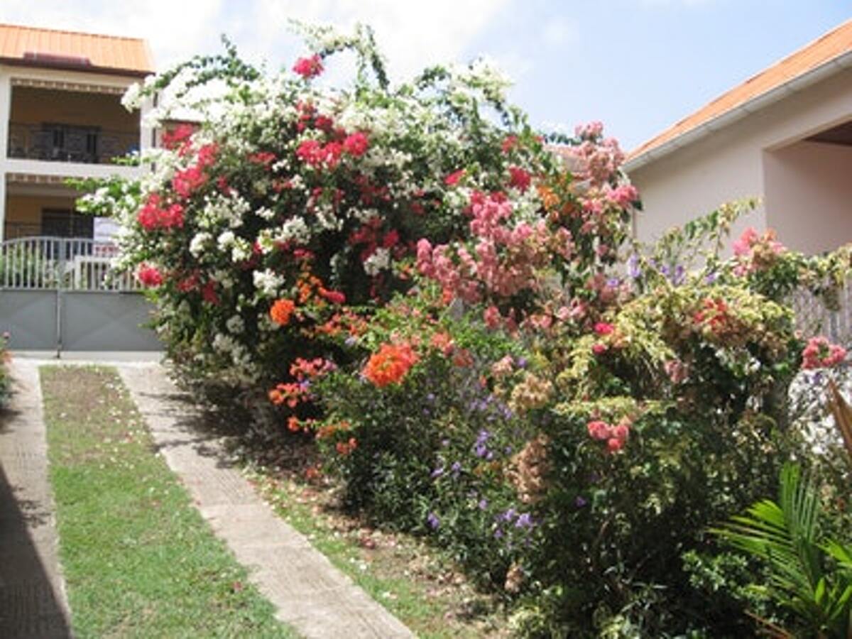 Appartement 30 m² avec terrasse et jardin à Sainte Anne - Photo 11