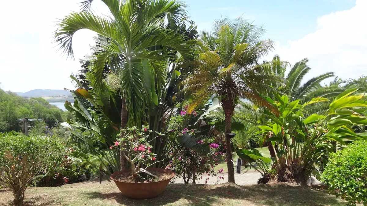 Maison 6 pers. vue mer à La Trinité – Piscine - Photo 21