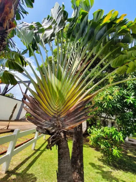 Appartement avec vue mer, jacuzzi et jardin à Gros-Morne : photo 14
