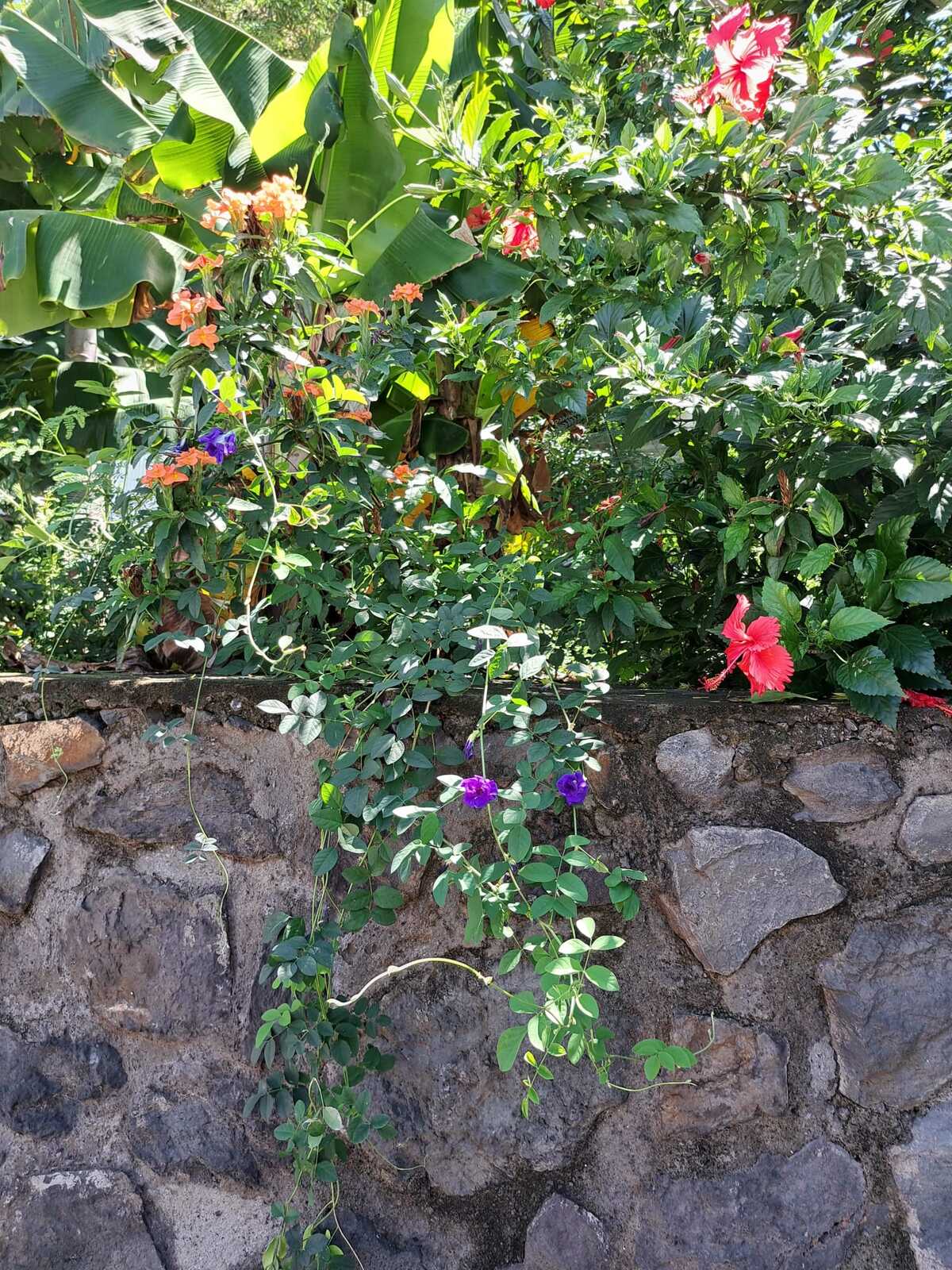 Maison 4 pers. à Saint-Leu, terrasse et barbecue - Photo 27