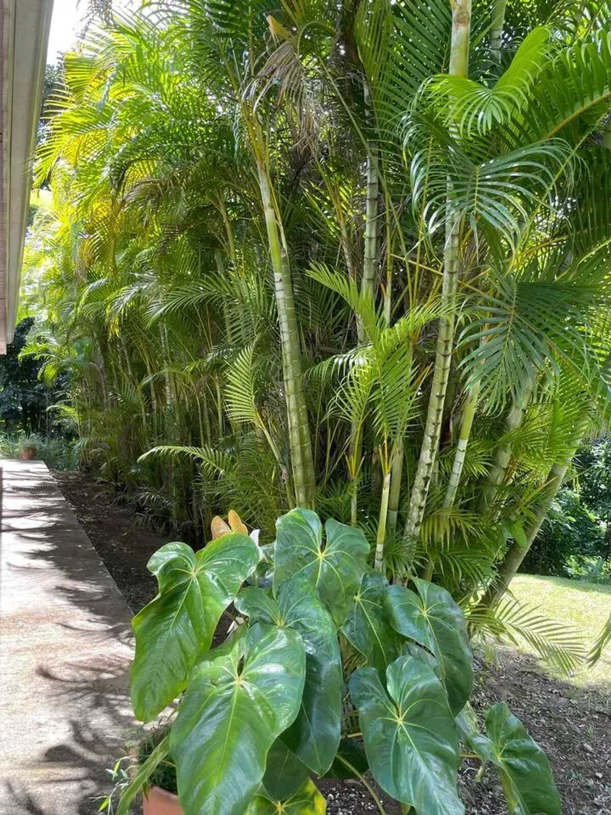 Maison 220 m² avec jardin et barbecue à Sainte-Luce, Martinique - Photo 10
