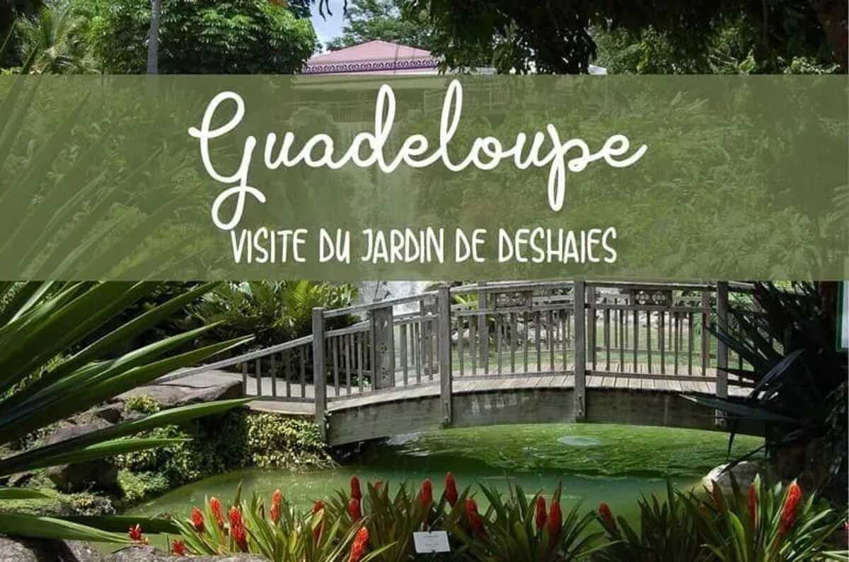 Appartement 80 m² Vieux-Habitants, terrasse et plongée - Photo 21