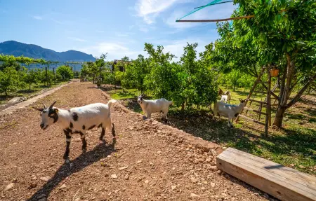 Can Sivella Groc, Maison 6 personnes à Sóller - Photo 22