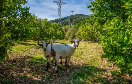 Can Sivella Groc, Maison 6 personnes à Sóller - Photo 23