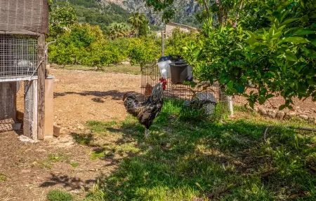 Can Sivella Groc, Maison 6 personnes à Sóller - Photo 24