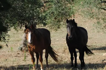 Trullo Rosa, maison XVIIIe siècle à Ostuni : photo 41