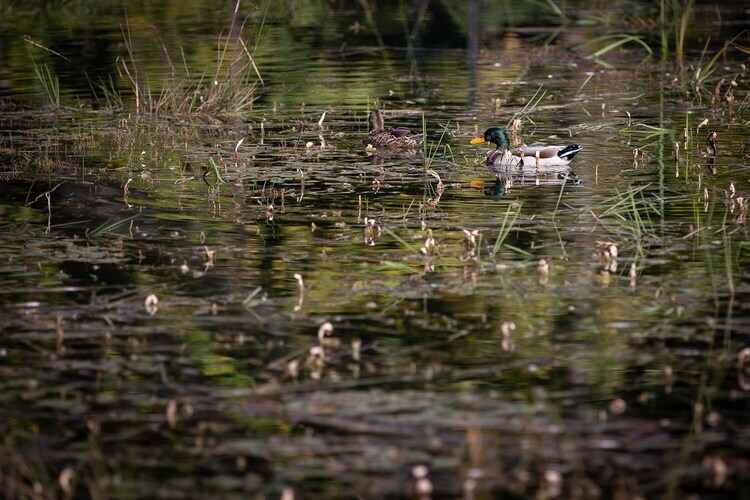 Cabane The Early Birds – 6 pers., vue sur l'eau - Photo 27