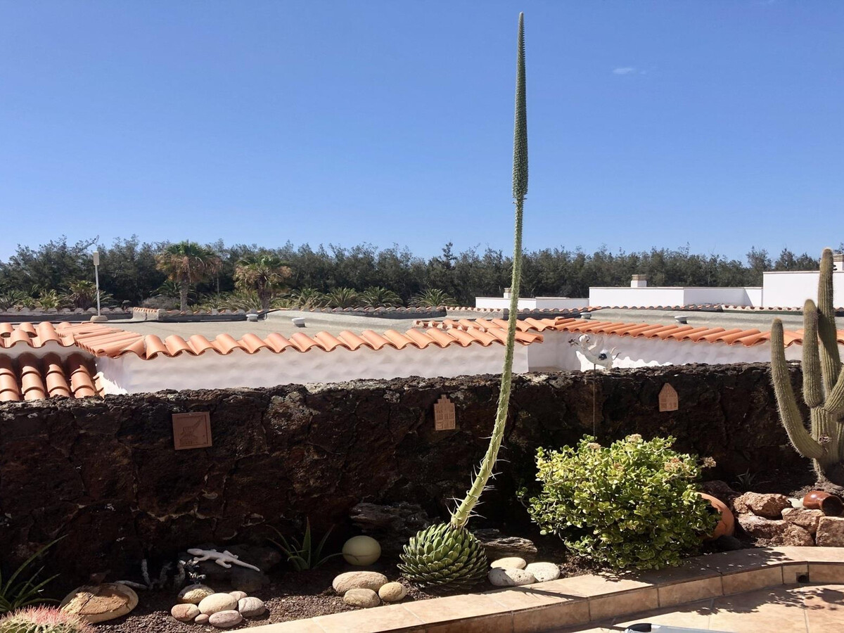 Appartement Solymar Calma, piscine à 400m de la plage - Photo 14