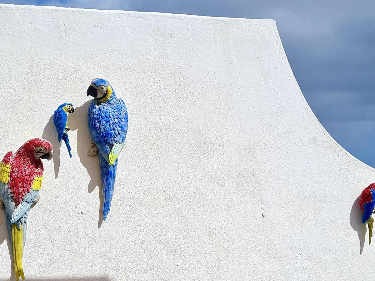 Welooveyou Parrots : Appartement vue mer à Costa Calma - Photo 12