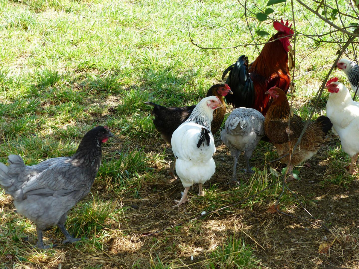Gîte des Serviers - Ferme XVIIe siècle à Vicq - Photo 19