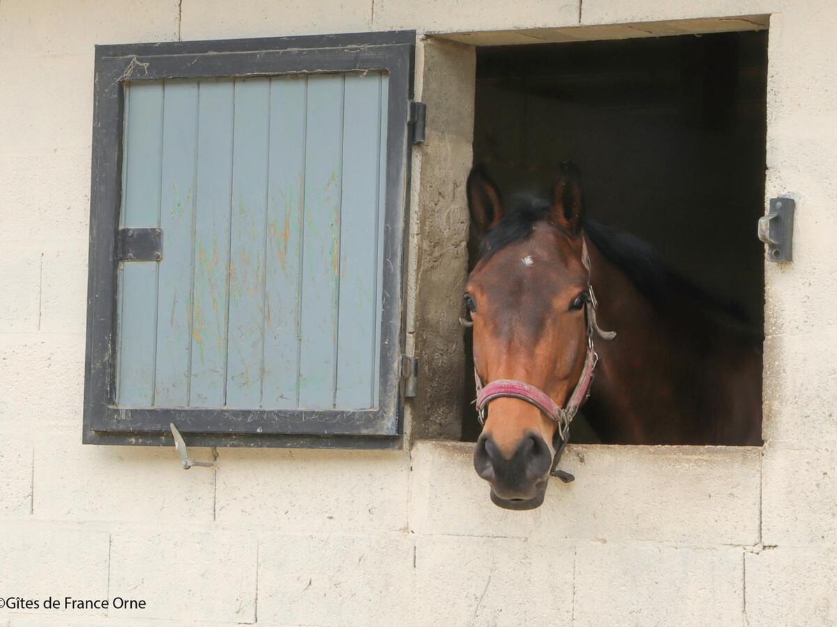 Gîte en élevage de chevaux, terrasse 40m², animaux - Photo 17