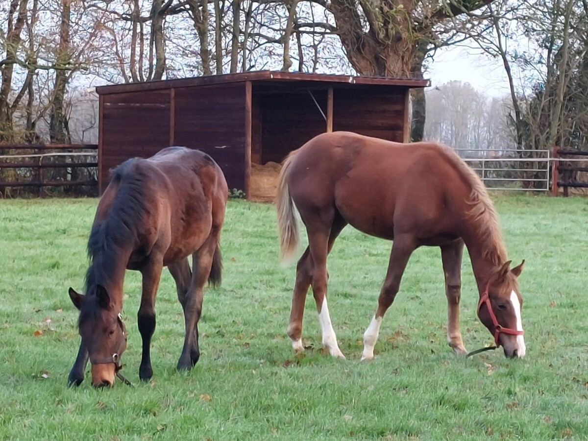 Gîte en élevage de chevaux, terrasse 40m², animaux - Photo 20