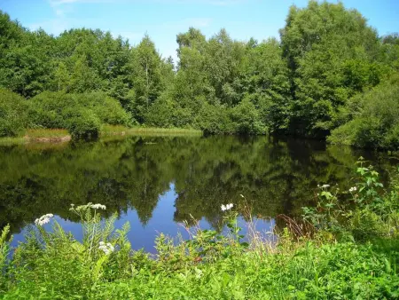 Gîte Vosges : nature, cheminée, animaux acceptés - Photo 31