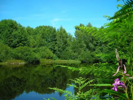 Gîte Vosges : nature, cheminée, animaux acceptés - Photo 32