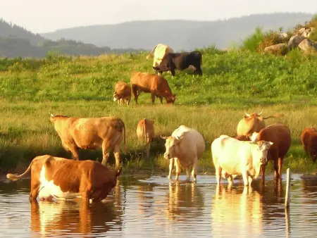Gîte Vosges : nature, cheminée, animaux acceptés - Photo 34