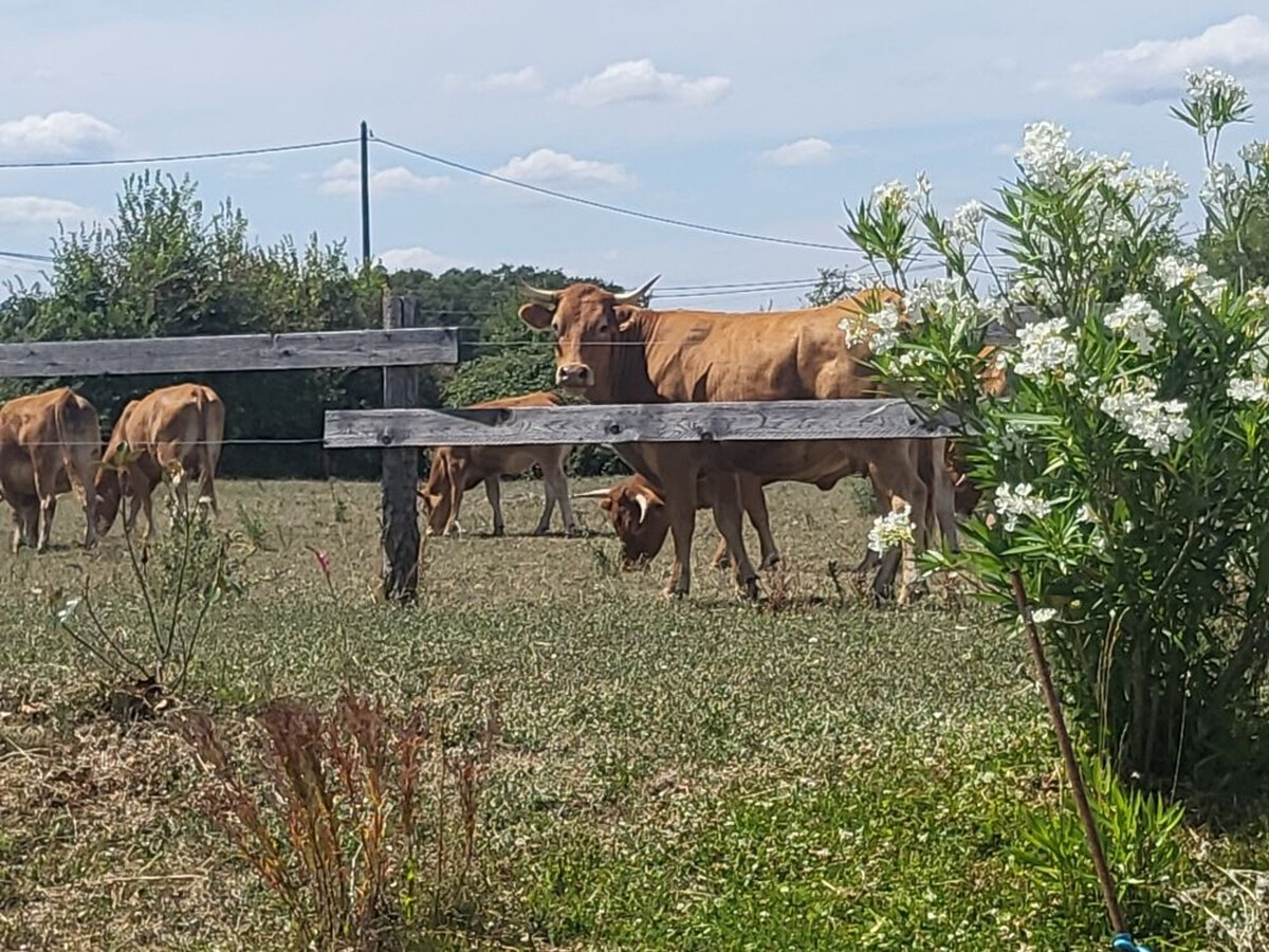 Gîte rural avec box chevaux à Paulnay - Photo 22